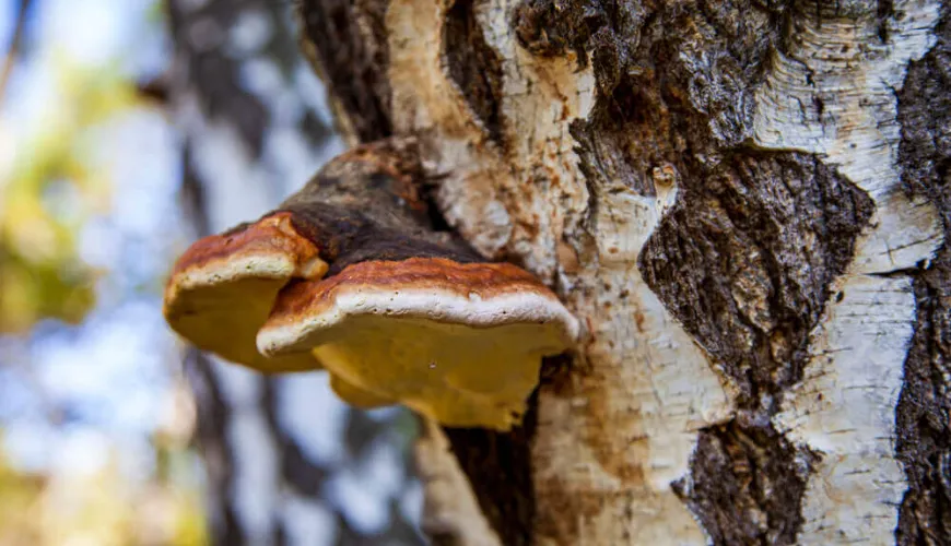 Chaga nabízí přírodní ochranu proti stresu a stárnutí