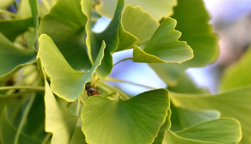 Ginkgo biloba - účinná pomoc při vysokém krevním tlaku