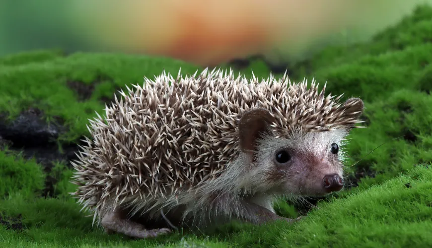 Pomozte ježkům na zahradě s výběrem správné potravy