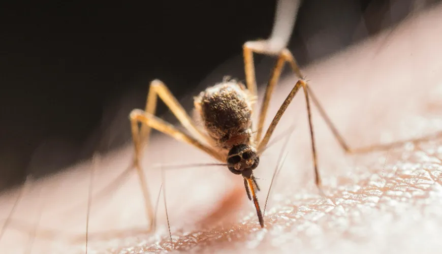 Odpuzovače komárů, které opravdu fungují