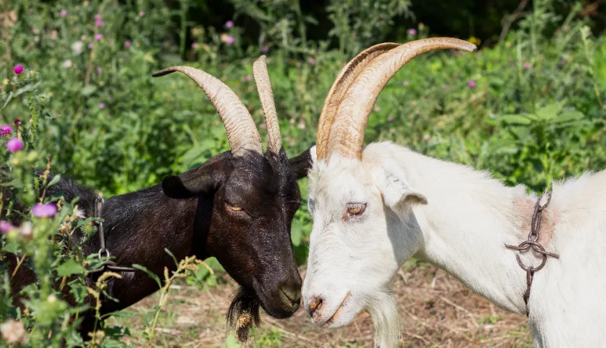 Kozí kolostrum je klíčem k silné imunitě a vitalitě