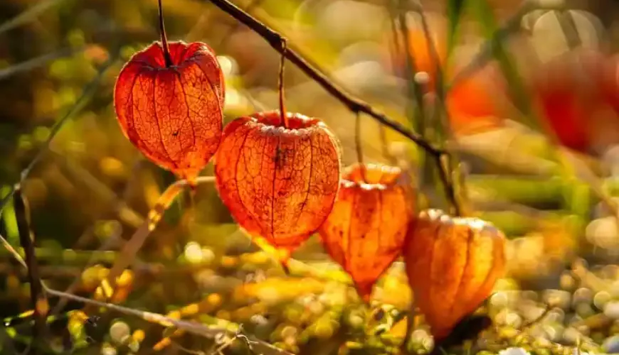 Physalis je ovocem, které překvapí chutí i účinky